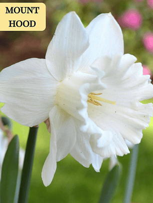 PRE VENTA!! Bulbo Narciso Mounth Hood 10/12