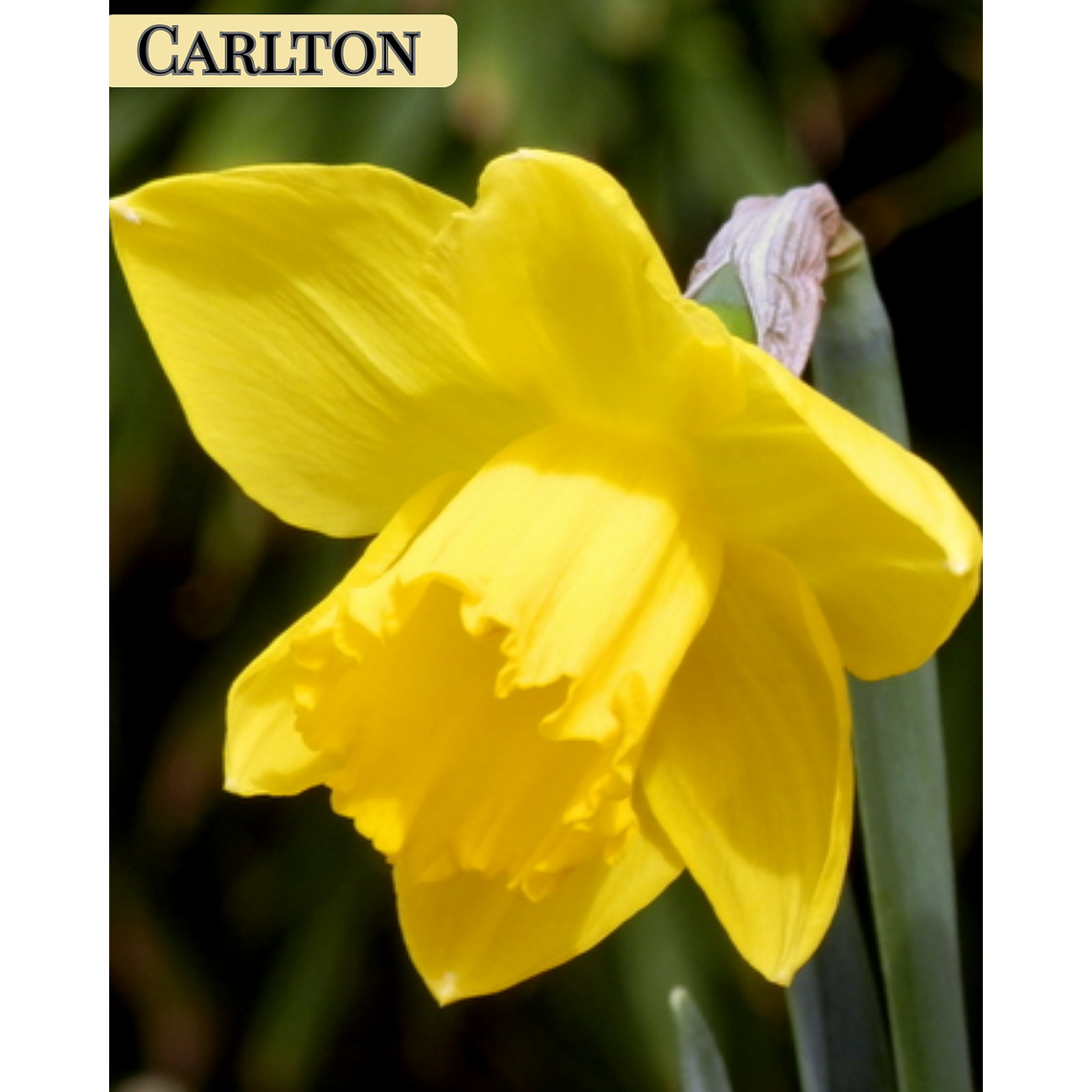 PRE VENTA !! Bulbo Narciso Carlton 10/12 1