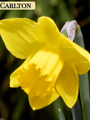 PRE VENTA !! Bulbo Narciso Carlton 10/12