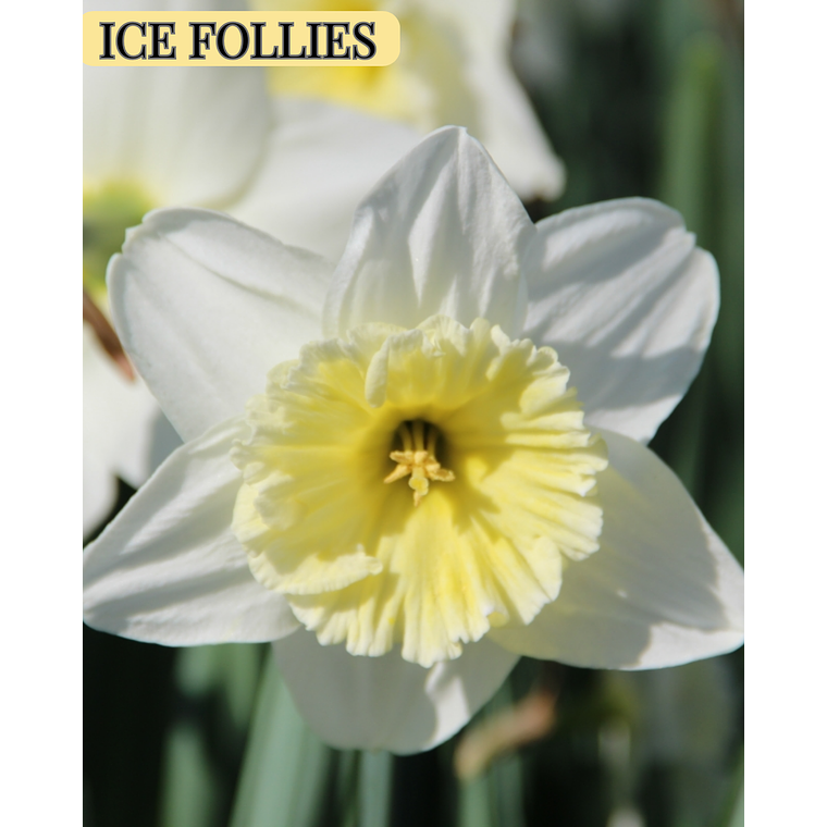 PRE VENTA !! Bulbo Narciso Ice Follies 12/14 1