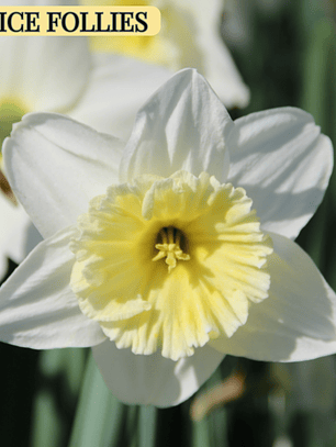 PRE VENTA !! Bulbo Narciso Ice Follies 12/14