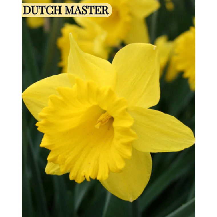PRE VENTA !! Bulbo Narciso Dutch Master 10/12 1