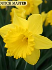 Narcisos