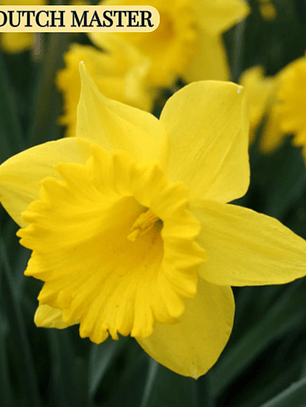 PRE VENTA !! Bulbo Narciso Dutch Master 10/12
