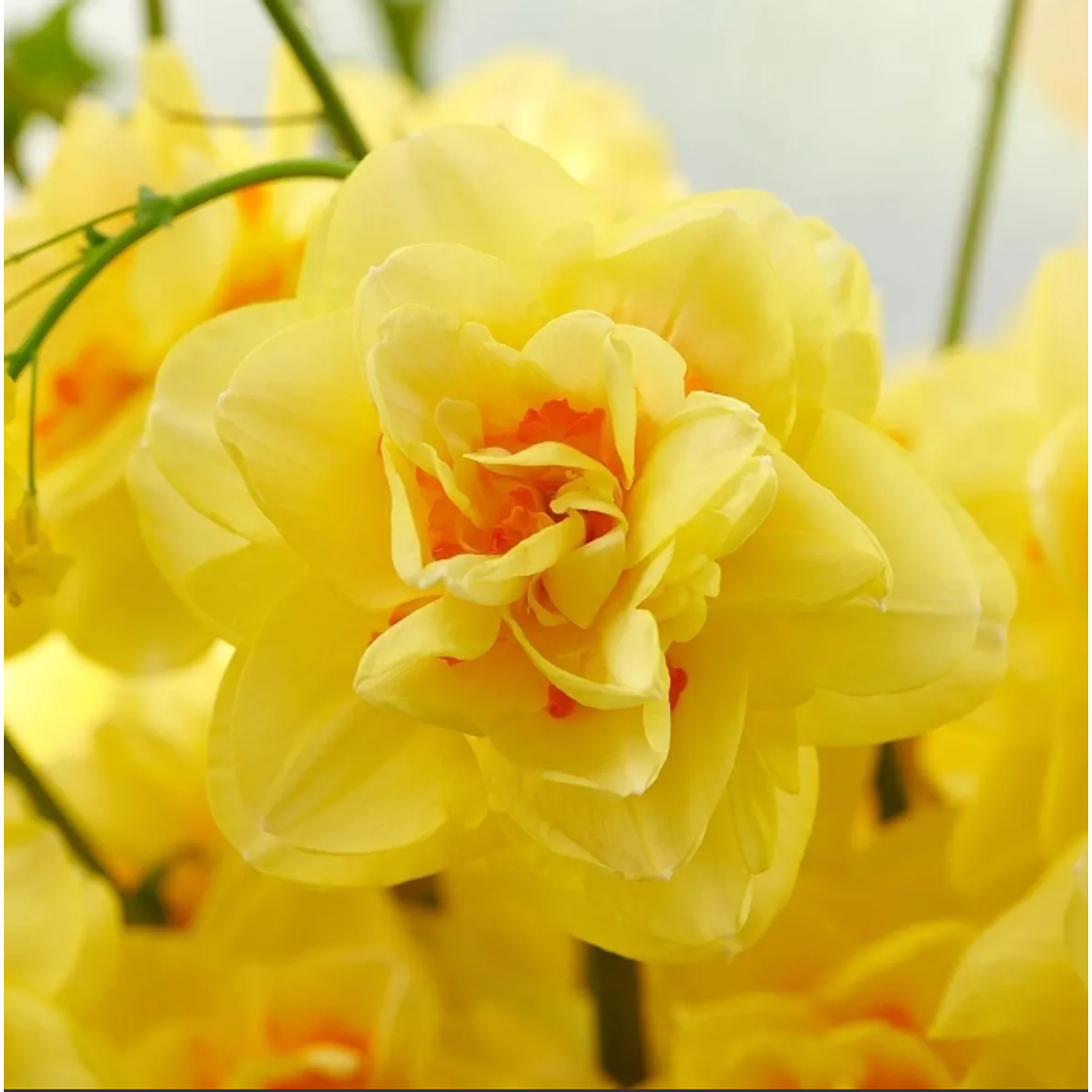 Bulbo Narciso Bright paradise 12/14 1