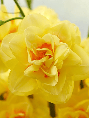 Bulbo Narciso Bright paradise 12/14