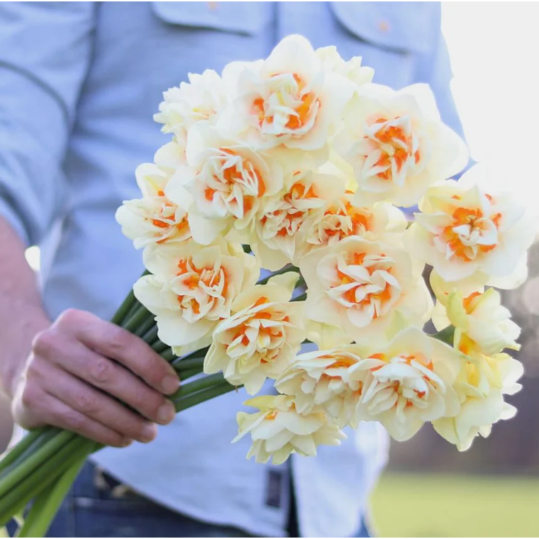 Bulbo Narciso Romantic Paradise 12/14 2