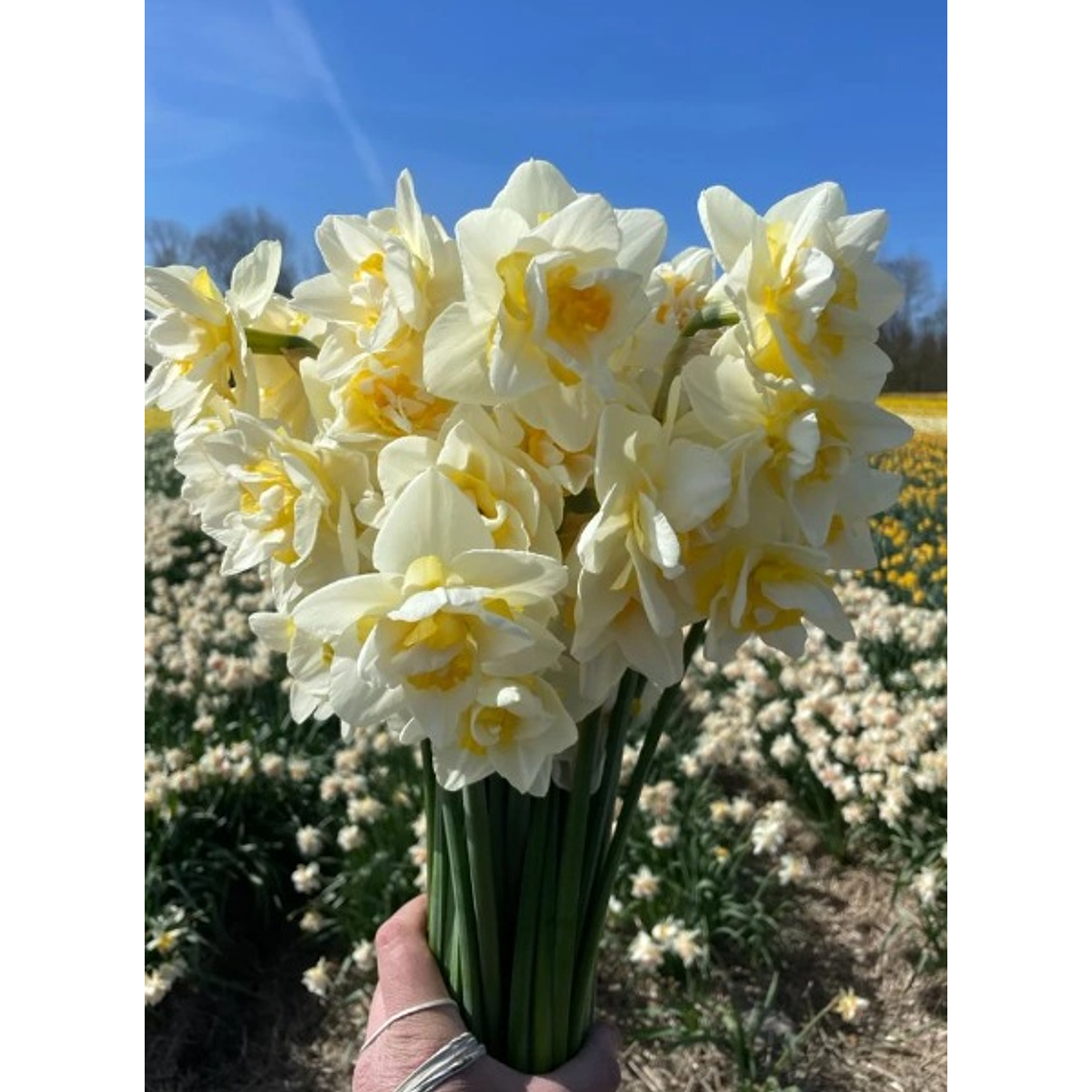 Bulbo Narciso Snow Paradise 12/14 2