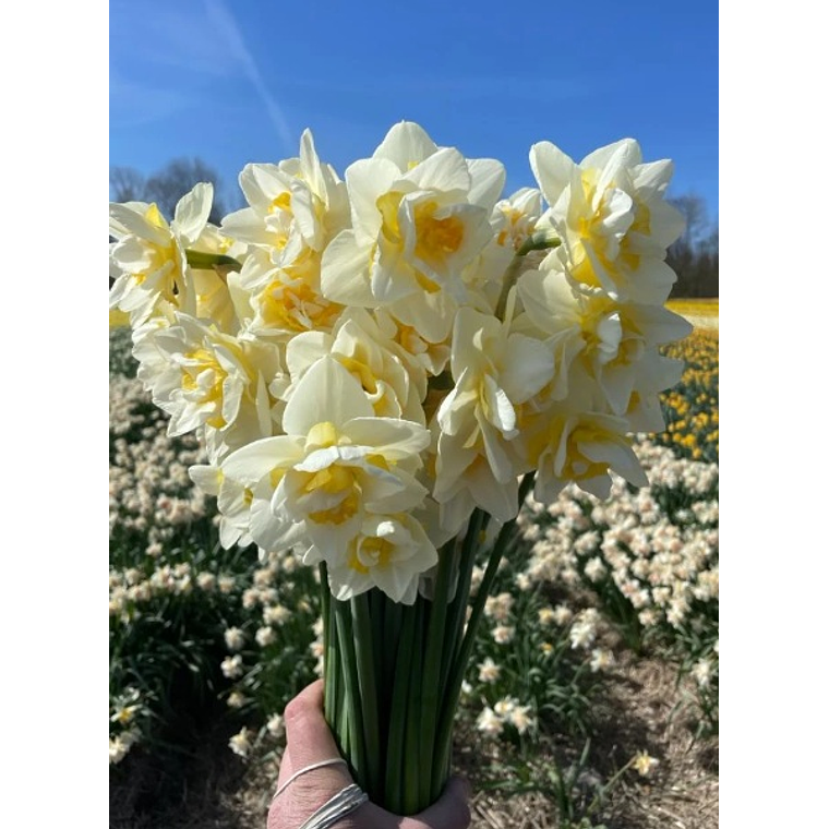 Bulbo Narciso Snow Paradise 12/14 2