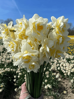 Bulbo Narciso Snow Paradise 12/14