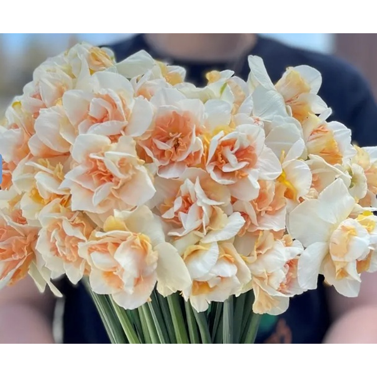 Bulbo Narciso Sweet Paradise 12/14 2