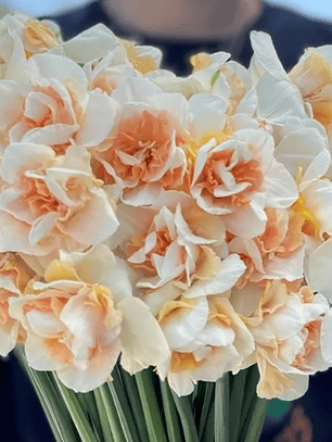 Bulbo Narciso Sweet Paradise 12/14