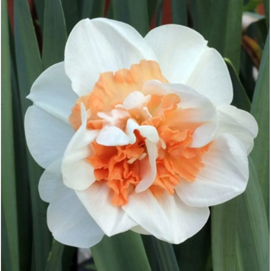 Bulbo Narciso Sweet Paradise 12/14 1