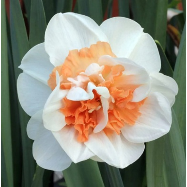 Bulbo Narciso Sweet Paradise 12/14 1