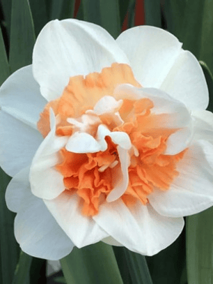 Bulbo Narciso Sweet Paradise 12/14