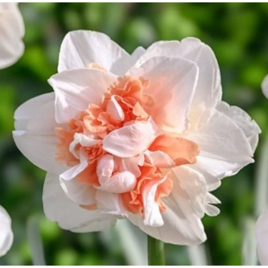 Bulbo Narciso Romantic Paradise 12/14 1