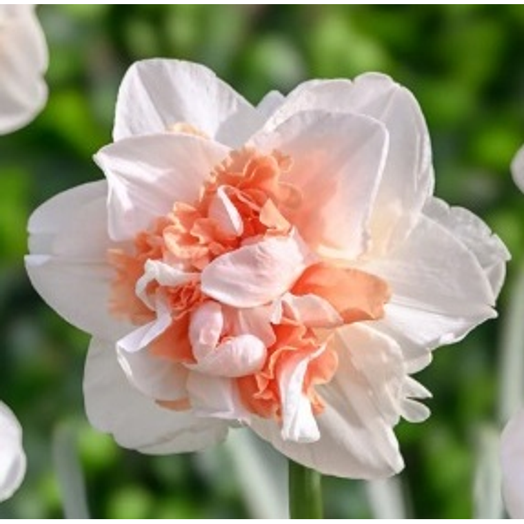 Bulbo Narciso Romantic Paradise 12/14 1