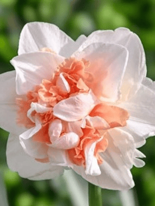 Bulbo Narciso Romantic Paradise 12/14