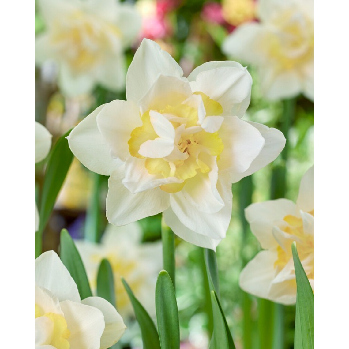 Bulbo Narciso Snow Paradise 12/14 1