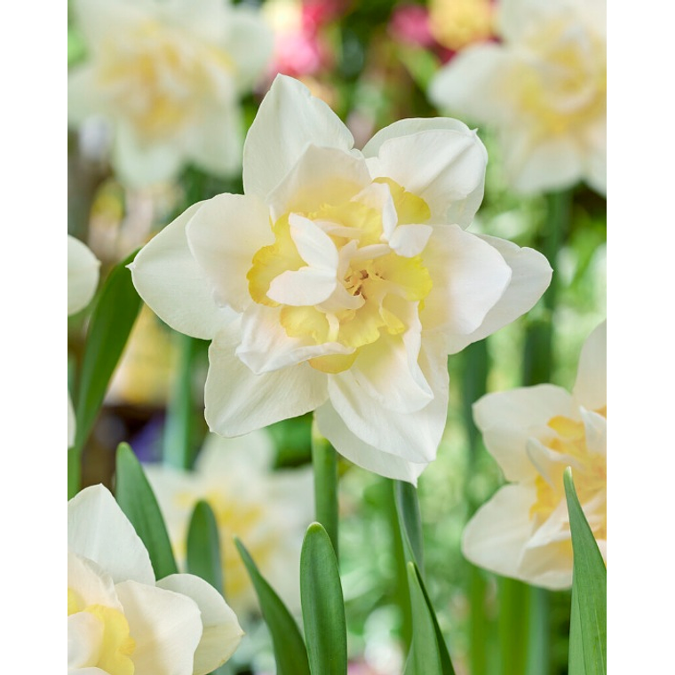 Bulbo Narciso Snow Paradise 12/14 1