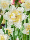 Narcisos