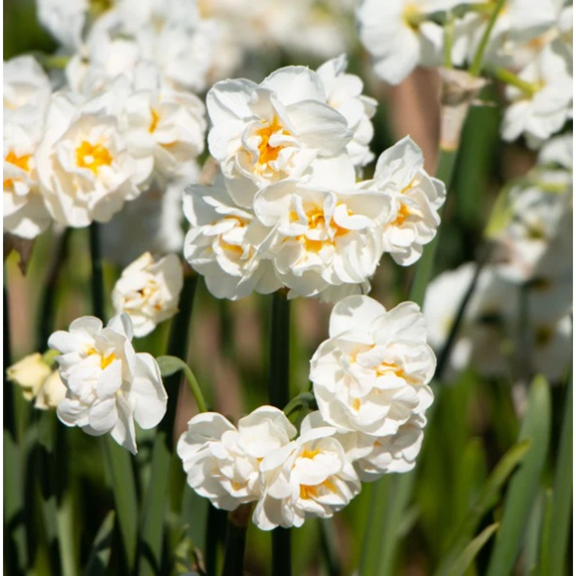 Bulbo Narciso Bridal Crown 12/14 1