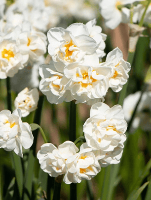 Bulbo Narciso Bridal Crown 12/14