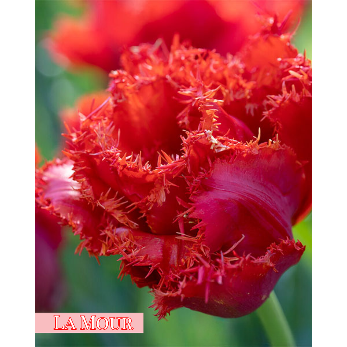 PRE VENTA !! Bulbo Tulipan La Mour 12+ 1