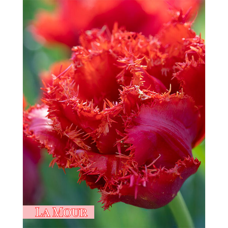 PRE VENTA !! Bulbo Tulipan La Mour 12+ 1