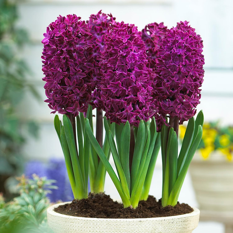 Bulbo Jacinto Woodstock 15/17 2