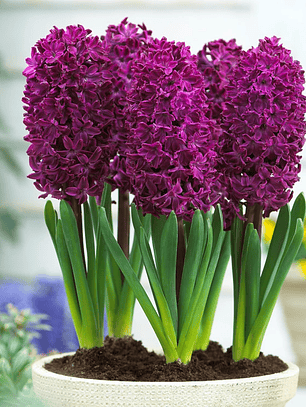 Bulbo Jacinto Woodstock 15/17