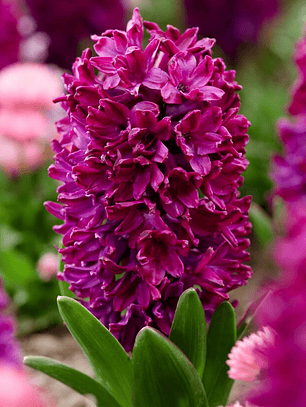 Bulbo Jacinto Woodstock 15/17