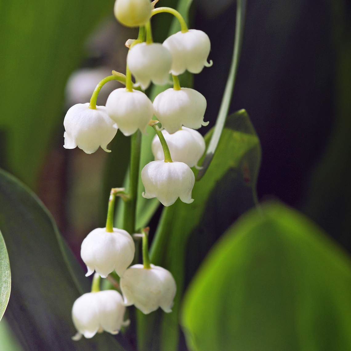 Rizoma De Lirio del Valle (Mugget) 1