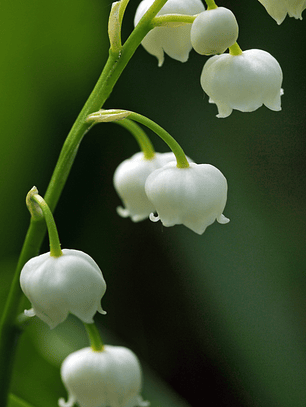 Rizoma De Lirio del Valle (Mugget)