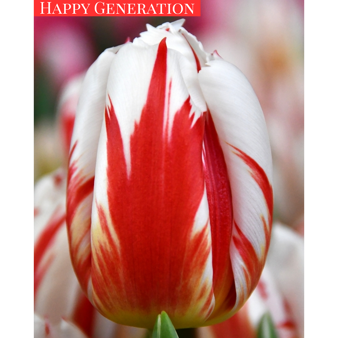 PRE VENTA!!! Bulbo Tulipán Happy Generation 12+ 1