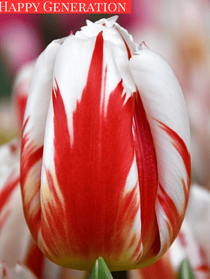 PRE VENTA!!! Bulbo Tulipán Happy Generation 12+