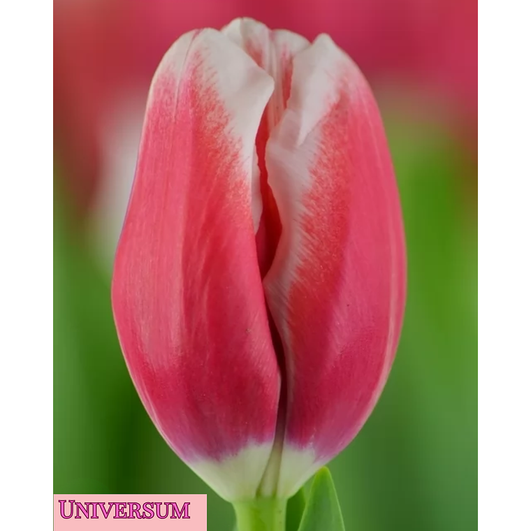 PRE VENTA!! Bulbo Tulipán Universum 11/12 1