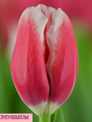 PRE VENTA!! Bulbo Tulipán Universum 11/12