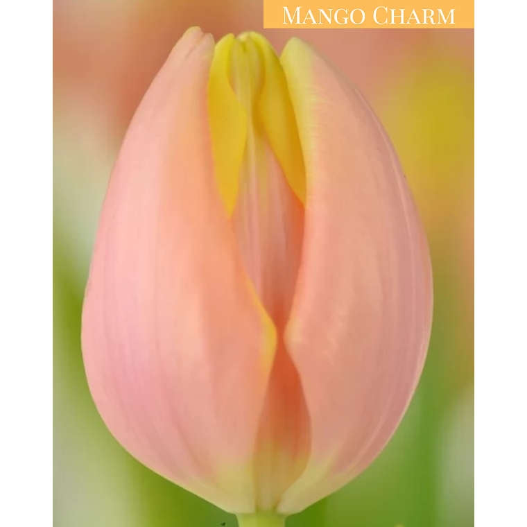 PRE VENTA!! Bulbo Tulipán Mango Charm 11/12 1