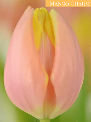 PRE VENTA!! Bulbo Tulipán Mango Charm 11/12