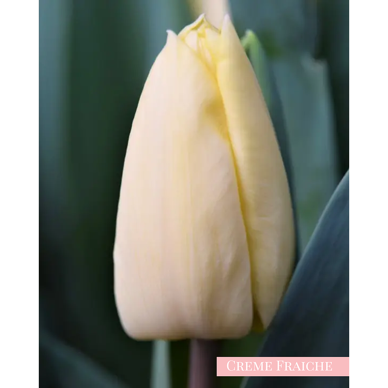 PRE VENTA!! Bulbo Tulipán Creme Fraiche 11/12 1