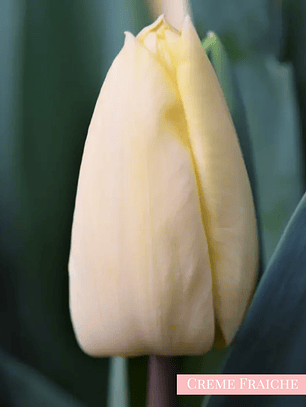 PRE VENTA!! Bulbo Tulipán Creme Fraiche 11/12