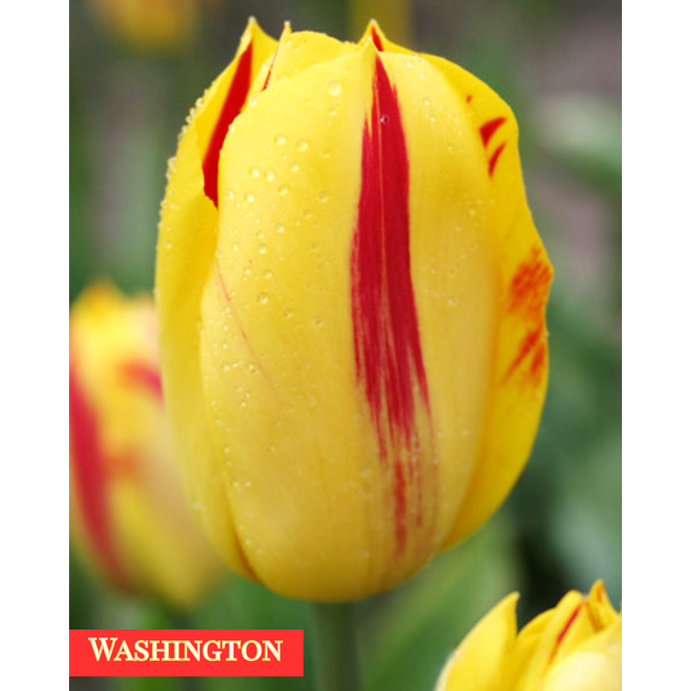 PRE VENTA!! Bulbo Tulipán Washington 12+ 1
