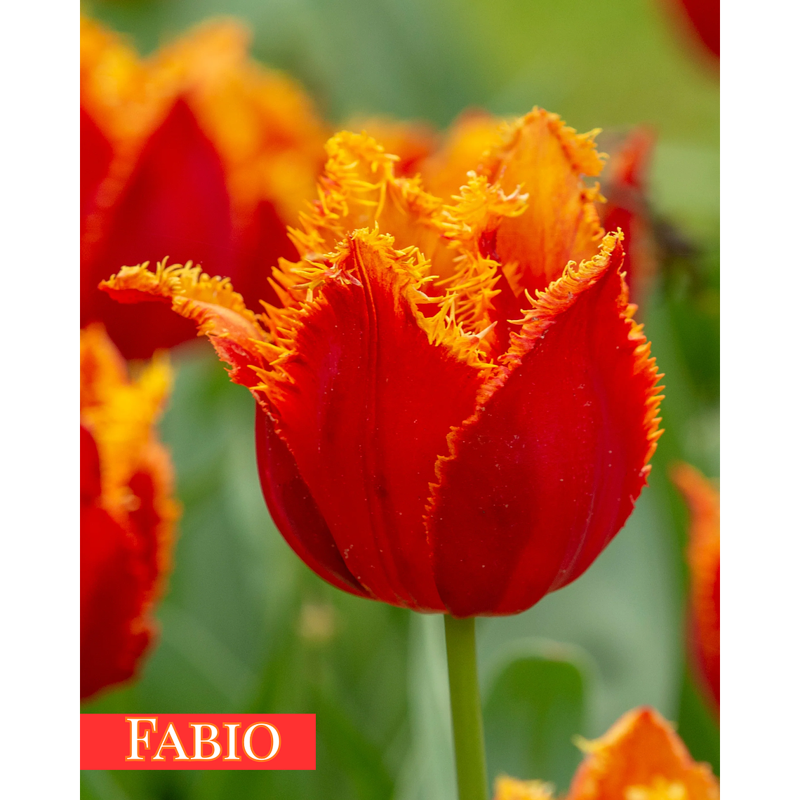 PRE VENTA!! Bulbo Tulipán Fabio 11/12 1