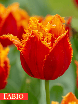 PRE VENTA!! Bulbo Tulipán Fabio 11/12