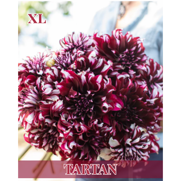 Raiz tuberosa de dalia Tartan 1