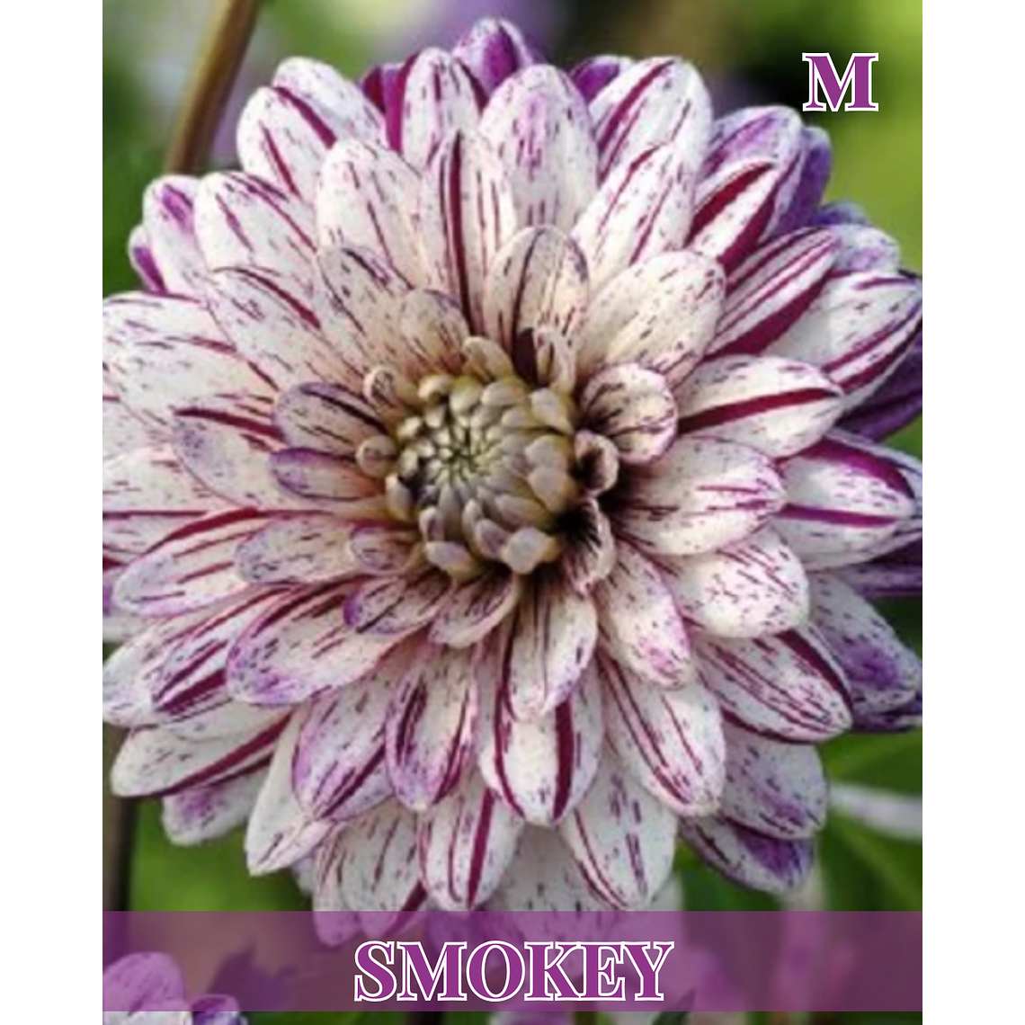 Raiz tuberosa de dalia Smokey 1