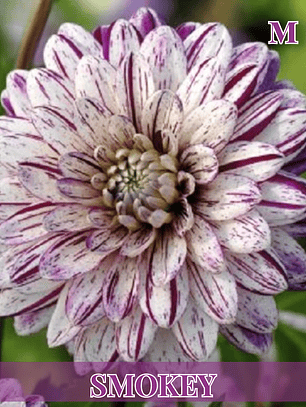 Raiz tuberosa de dalia Smokey