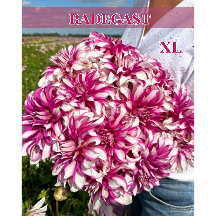 Raiz tuberosa de dalia Radegast 1