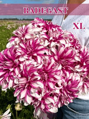 Raiz tuberosa de dalia Radegast